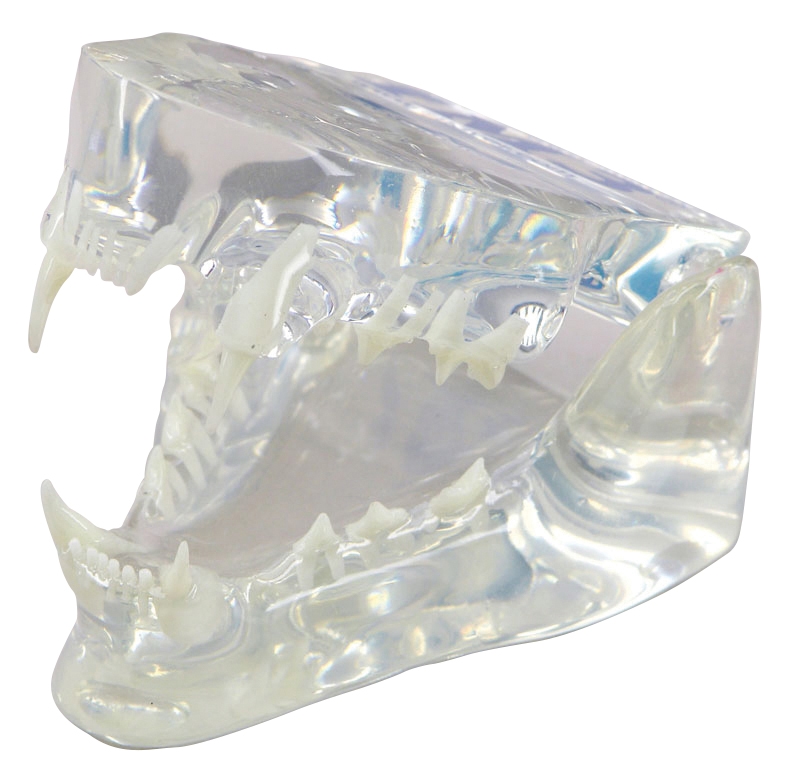Feline Jaw Model - Clear