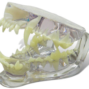 Canine Jaw Model - clear