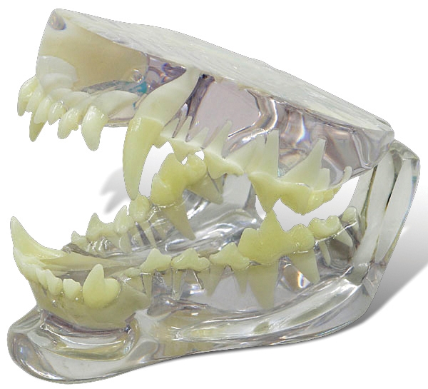 Canine Jaw Model - clear