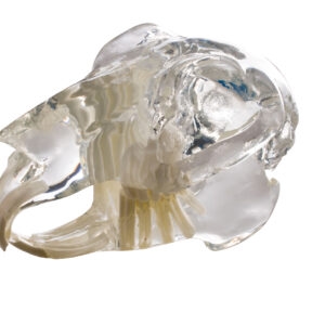 Clear Rabbit (Leporidae) Skull Model