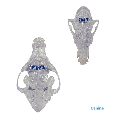 Feline & Canine Skull Model Set
