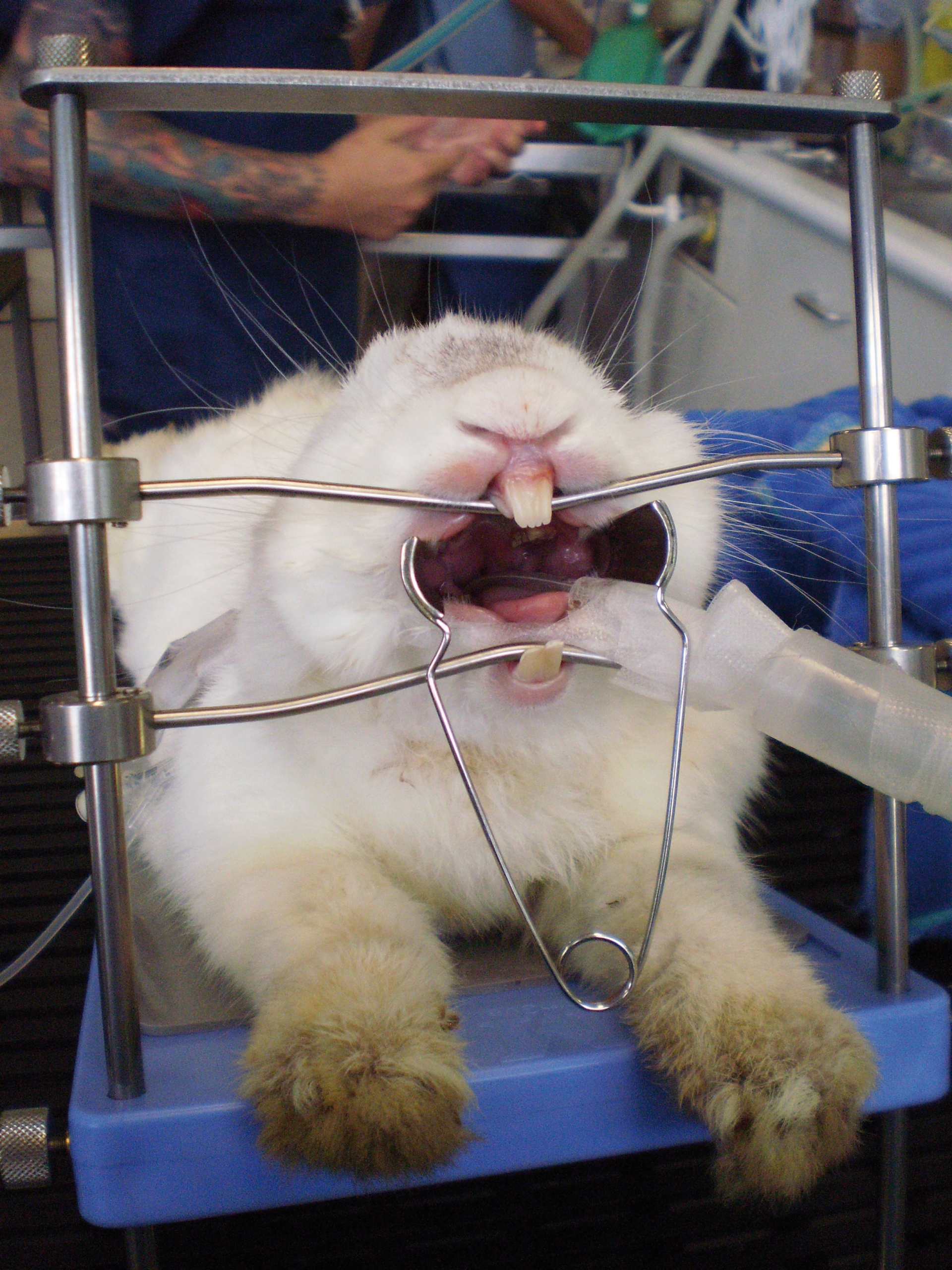 Table Top Rabbit & Rodent gag