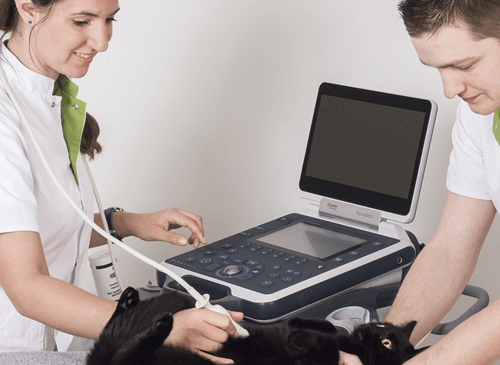 echografie echografie