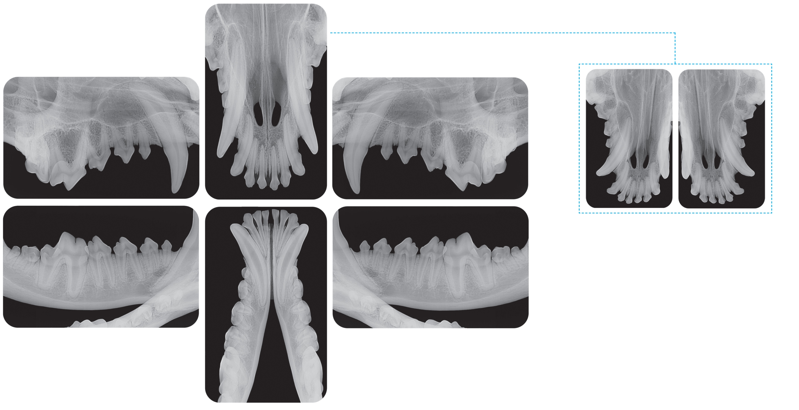 CR 7 Vet Image Plate röntgenscanner pakket